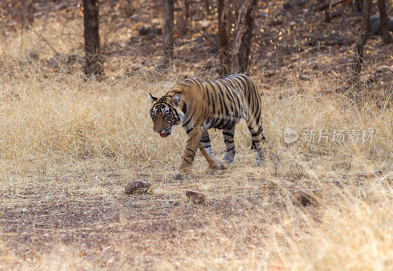 孟加拉虎，Ranthambore -印度